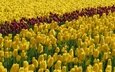 цветы, поле, тюльпаны, желтые