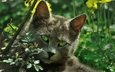 природа, кот, листва, кошка, зеленые глаза