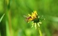 природа, зелень, насекомое, цветок, одуванчик, муха, пчеловидная муха