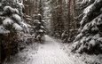 деревья, снег, лес, зима, дорожка, ель, следы, хвойные