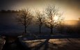 свет, деревья, зима, утро