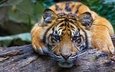 тигр, морда, взгляд, хищник, бревно, дикая кошка