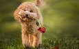 трава, цветок, роза, собака, животное, пес, пудель