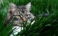 глаза, трава, кот, кошка, взгляд