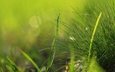 трава, природа, зелень, макро, травинки