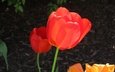 цветы, бутоны, лепестки, весна, тюльпаны, стебли, красные тюльпаны