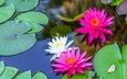 цветы, вода, листья, кувшинка, водяные лилии