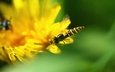 зелень, макро, насекомое, цветок, одуванчик, муха, оса, пчеловидная муха