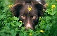 глаза, зелень, мордочка, взгляд, собака, камуфляж, цветочек, австралийская овчарка, iza łysoń
