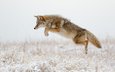 зима, прыжок, хищник, лисица, охота, хвост, койот