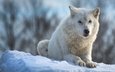 морда, снег, природа, зима, лапы, взгляд, белый, лежит, волк, полярный, арктический волк, арктический