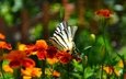 цветы, насекомое, парусник, бабочка, крылья, бархатцы