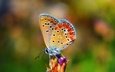 природа, насекомое, бабочка, крылья, боке