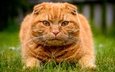 морда, трава, взгляд, рыжий кот, скоттиш-фолд, шотландская вислоухая кошка, кошка на траве