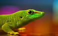 цвета, макро, ящерица, глаз, чешуя, геккон, рептилия, боке, пресмыкающиеся