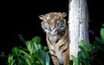 тигр, хищник, большая кошка, gary brookshaw