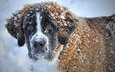 морда, снег, зима, взгляд, собака, сенбернар