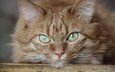 кот, мордочка, усы, кошка, взгляд, рыжий, зеленые глаза