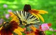 цветы, насекомое, бабочка, крылья, рудбекия