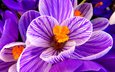 макро, цветок, лепестки, фиолетовый, весна, крокус