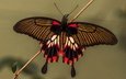 насекомое, парусник, бабочка, крылья, мотылек