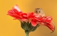 цветок, мышь, мышка, мышонок, хвостик, гербера