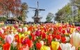 цветы, деревья, солнце, парк, люди, разноцветные, мельница, тюльпаны, нидерланды, народ, keukenhof