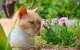 цветы, трава, кот, мордочка, усы, кошка, взгляд