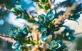 цветы, лепестки, растение, синие, пуйя, puya berteroniana