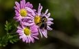 цветы, насекомое, лепестки, пчела, хризантемы