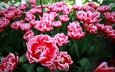 цветы, лепестки, весна, тюльпаны
