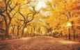 деревья, фонари, листья, парк, люди, осень, скамейки, аллея, лавки