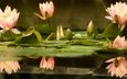 цветы, вода, бутоны, листья, отражение, лепестки, кувшинки, водяная лилия