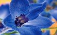 макро, цветок, лепестки, синий цветок, дельфиниум