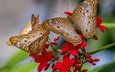природа, цветок, бабочка, крылья, насекомые, бабочки, anartia jatropha