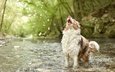 вода, река, природа, собака, австралийская овчарка