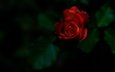 цветок, роза, бутон, темный фон, красная роза