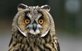 eule, hintergrund, blick, vogel, schnabel, federn, waldohreule owl