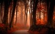 свет, дорога, деревья, лес, туман, стволы, осень, поворот