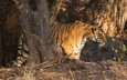 тигр, дерево, хищник, профиль, дикая кошка