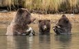 вода, река, рыбалка, медведи, обед, медведица, медвежата