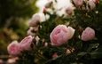 цветы, бутоны, листья, розы, лепестки, розовый куст