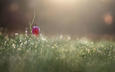 трава, цветок, роса, капли, размытость, рябчик шахматный, donlope 01, donlope