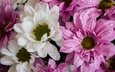 цветы, капли, лепестки, розовые, белые, хризантемы
