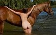 лошадь, девушка, поза, ножки, конь, грива, голая, попка, родислав дрибен