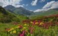 небо, цветы, облака, озеро, горы, франция, плато, альпы, рододендроны, савойя, mont cenis, haute-maurienne