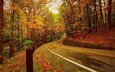 дорога, деревья, лес, листья, осень