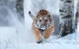 тигр, снег, зима, хищник, большая кошка