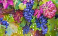 листья, макро, виноград, ягоды, лоза, грозди