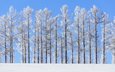 небо, деревья, природа, зима, пейзаж, стволы, norihiko araki